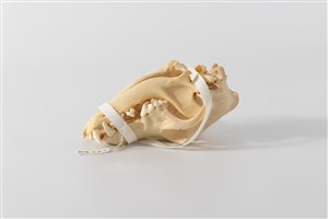 Image description is not available for 2015.4.11